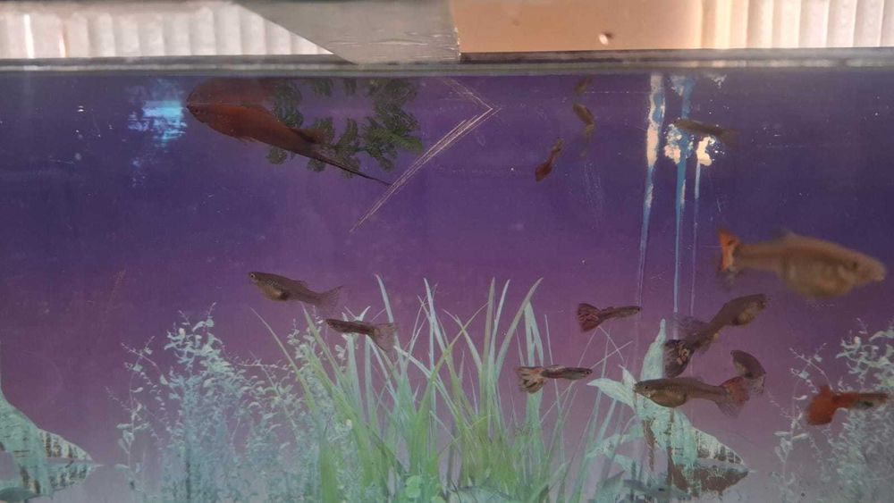 Аквариум, 80 л с рыбками