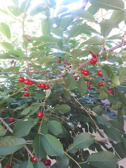 Продается  5 комнатный дом, торг