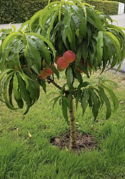Pomi fructiferi pitici calitate garantata