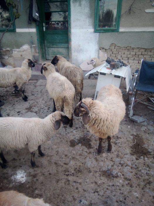 Vând oi și capre și iezi și miei și Juncă