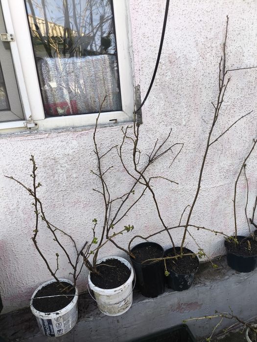 3 сорта смородины черная красная белая