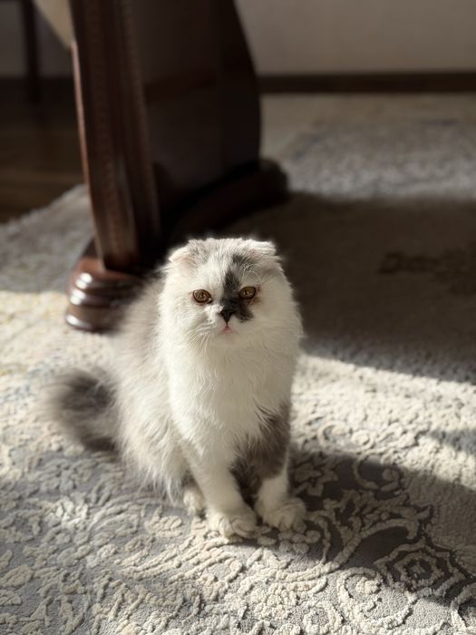 Кошка персидская мальчик