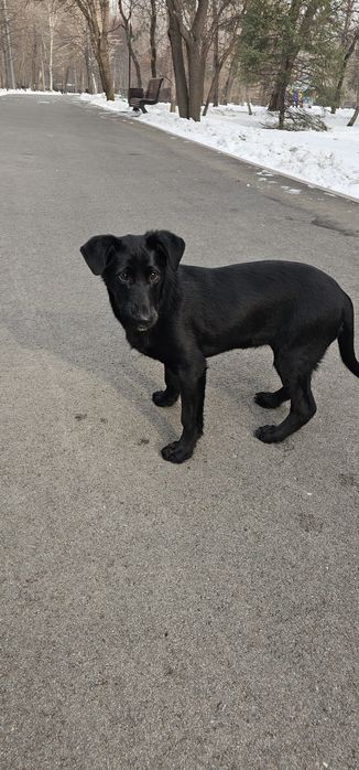 Собачка в добрые руки