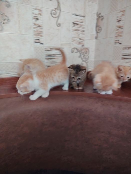 отдаю бесплатно 5х котят в хорошие руки