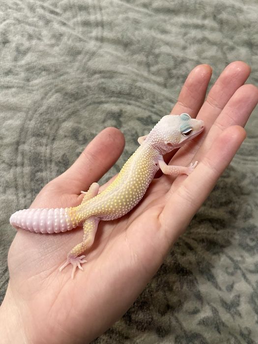 Эублефар малышь(самец)