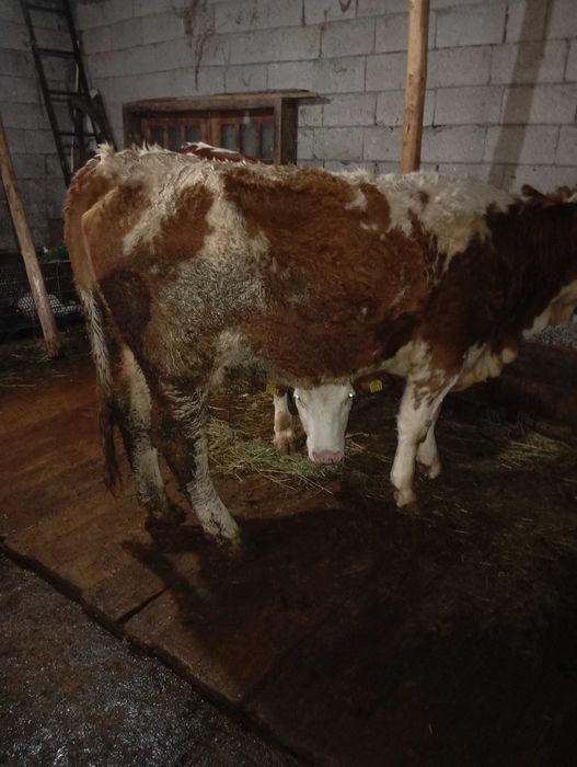 Vând vacă bălțată românească.