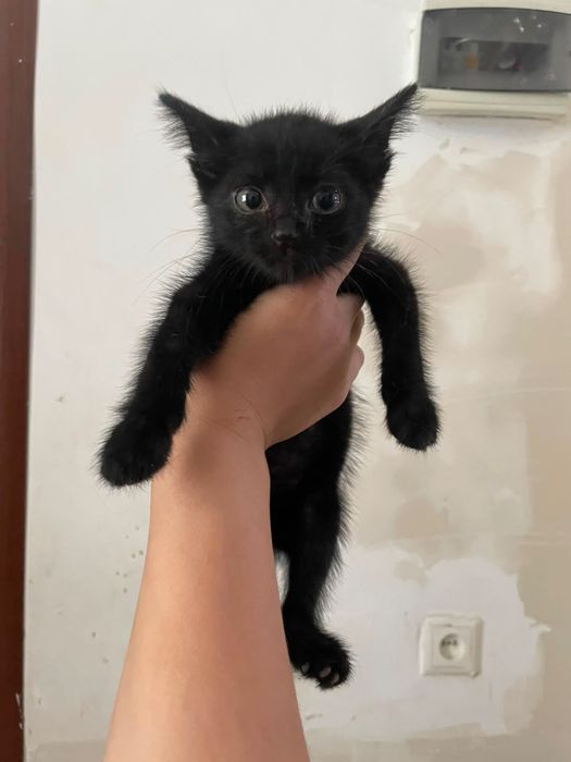 котята в хорошие руки