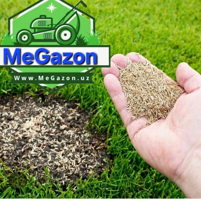 таёр рулони газон ёткизамиз ва газон уруг сепамиз