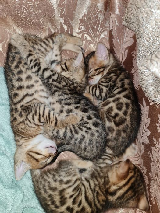 Вязка кот Бенгал с родословной