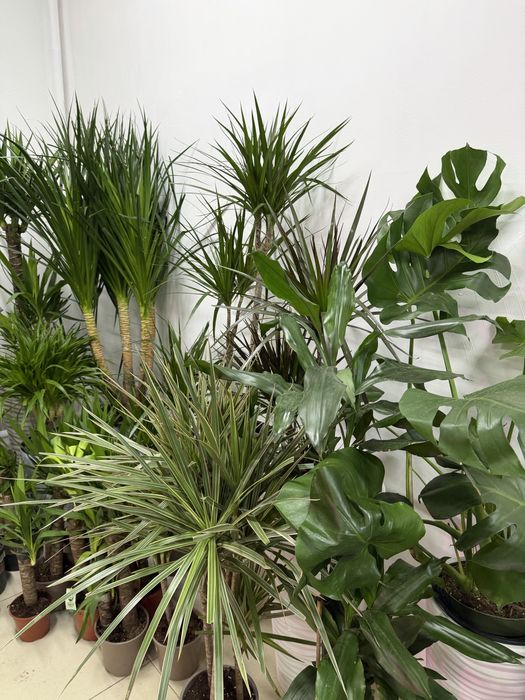 Домашние цветы недорого