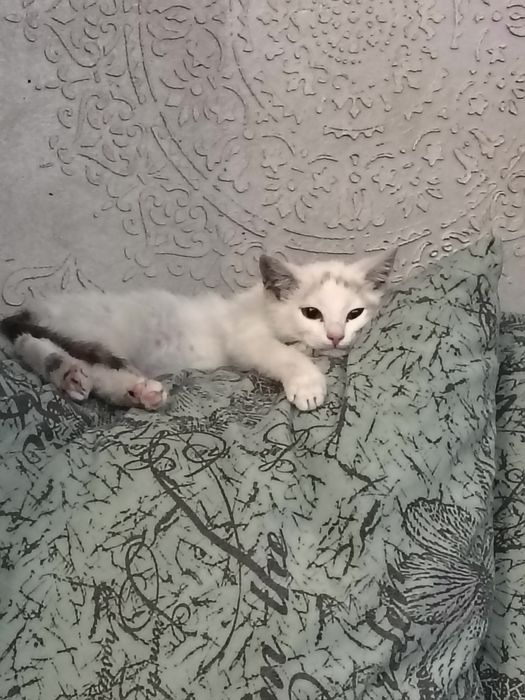 Мальчуган в добрые руки