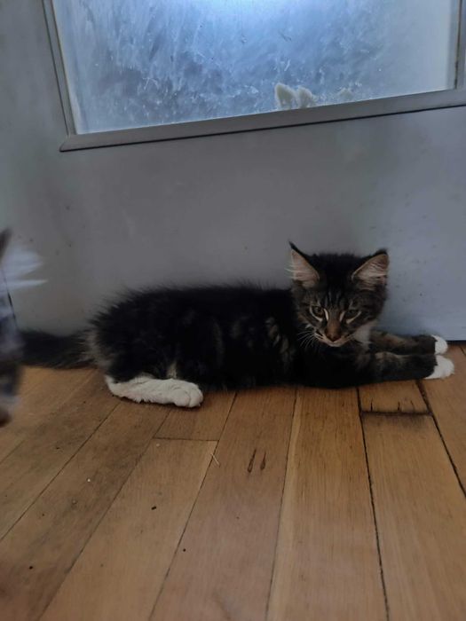 Котенца мейн куун