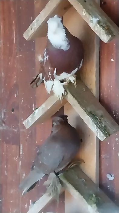 Vând porumbei ornamente