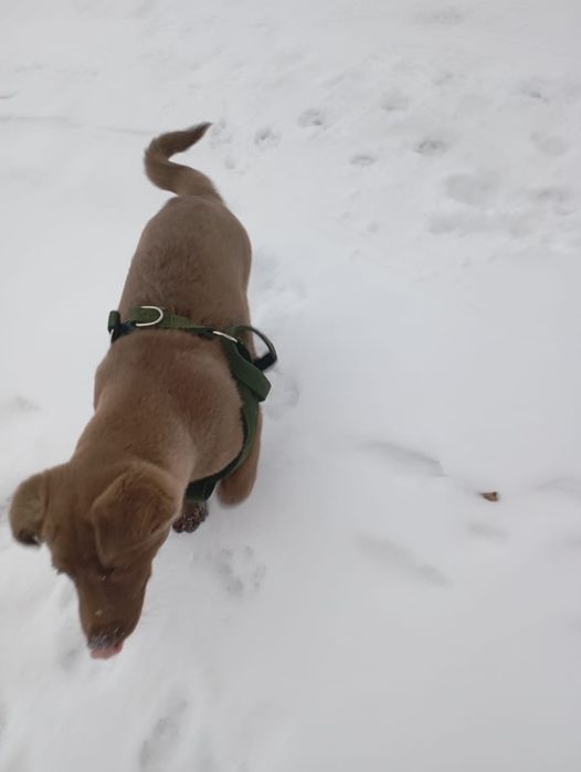 Продам щенка  лабрадора