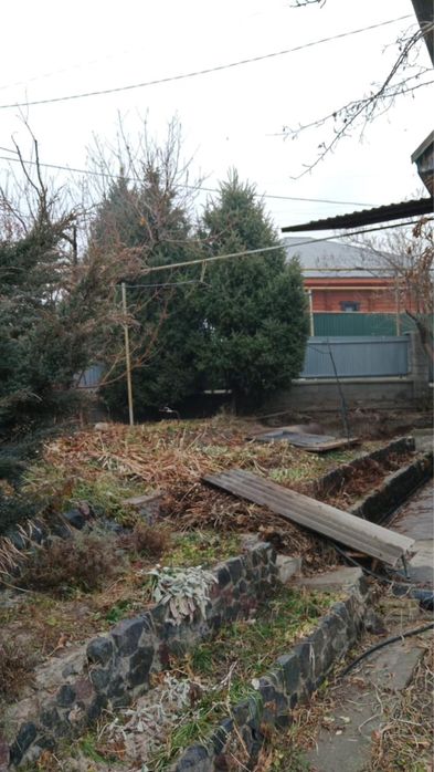 Продаю живые ели