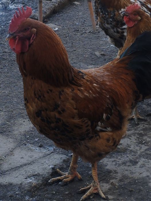 Продам  петухов.    .