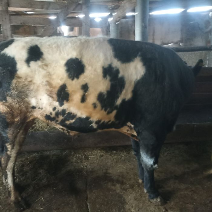 продам  2 быков  .