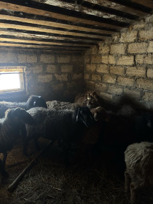 Срочно продам 2 барана