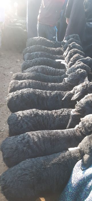 Hisori quzilar sotiladi  2mlndan bowlanadi 3mlngacha bor