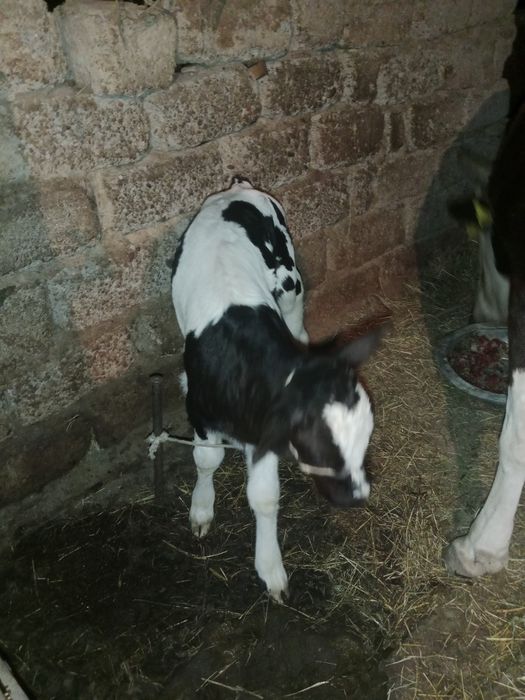 Сиыр сатылады 5жас