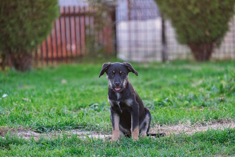 Ofer spre adopție cățelusă 4 luni metis terrier