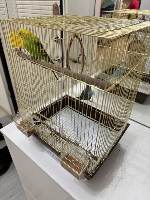 Попугаи 3 шт, 2 клетка. нурсат