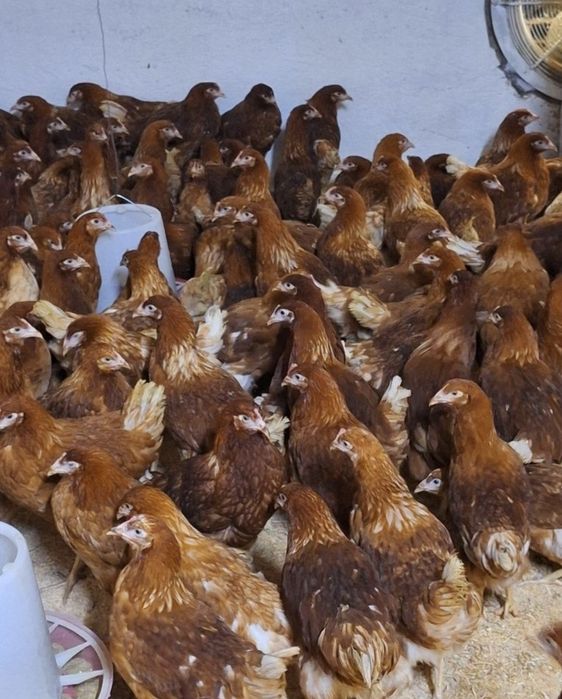 Куры Несушки Ломан Браун