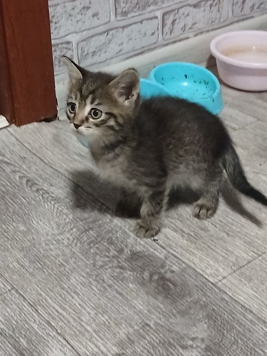 Дарю котят красивых