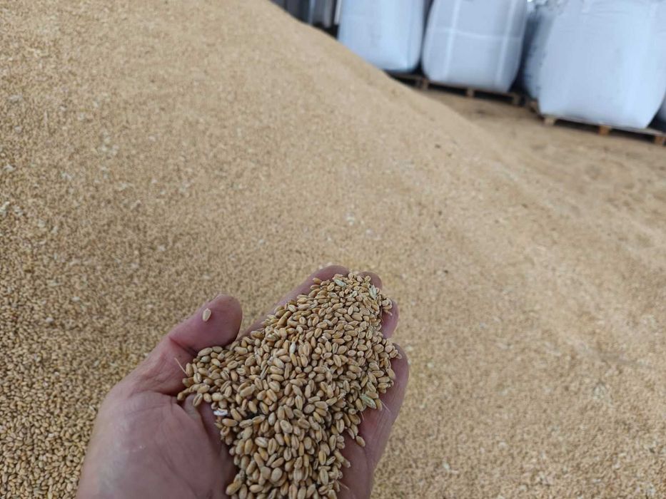 Продавам Пшеница, Слънчоглед и Овес, реколта 2025г.