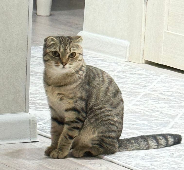 Кошка Отдам в хорошие руки