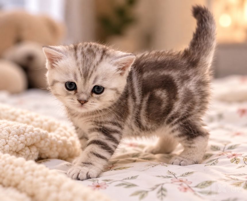 Шикарная котенок Скотиш Страйт