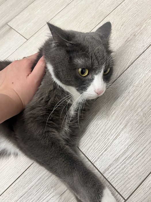 Отдаю кота в добрые руки