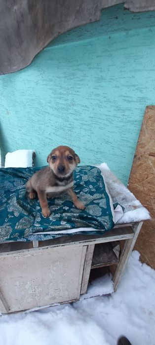 Щенки в добрые руки