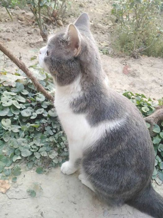 Британский Кот (Табби)