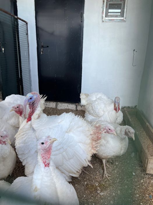 индюк сатылады, үндік