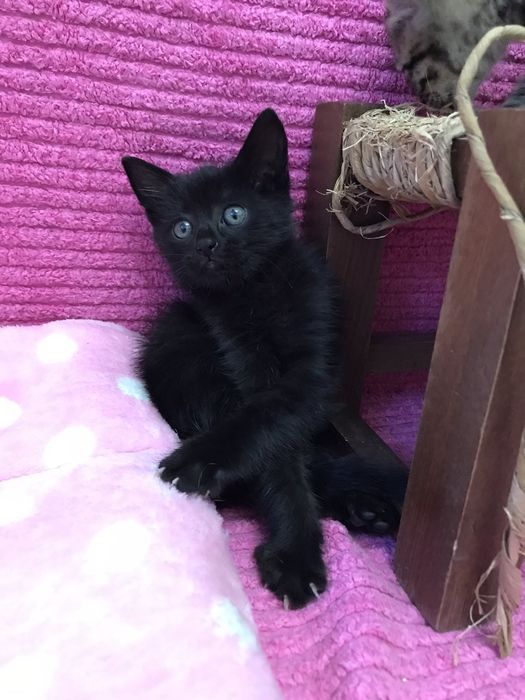 Подарявам малко мъжко коте с изградени навици