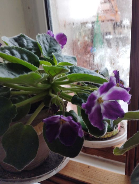 Фиалки комнатные