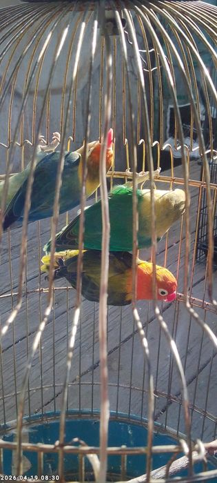 Nerzushka qushlar 3 dona