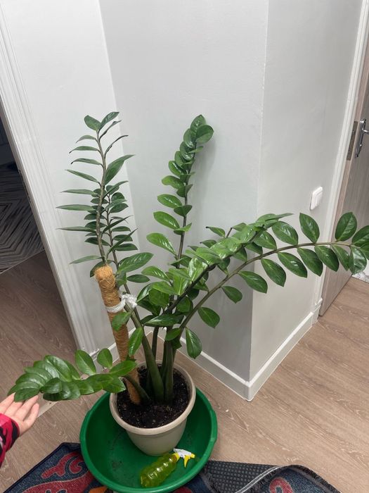 Продам замикулькас ухоженный