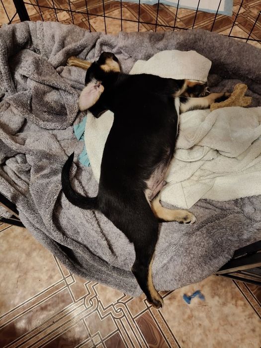 Ласковый щенок ищет дом