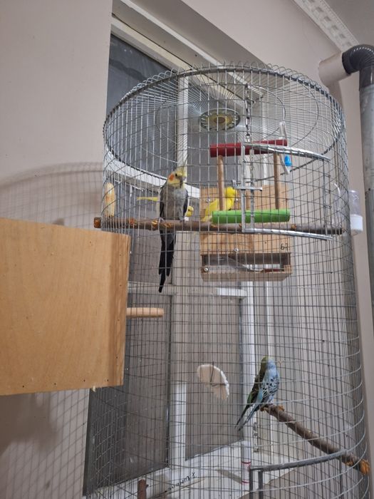 Папугай карела продаётся