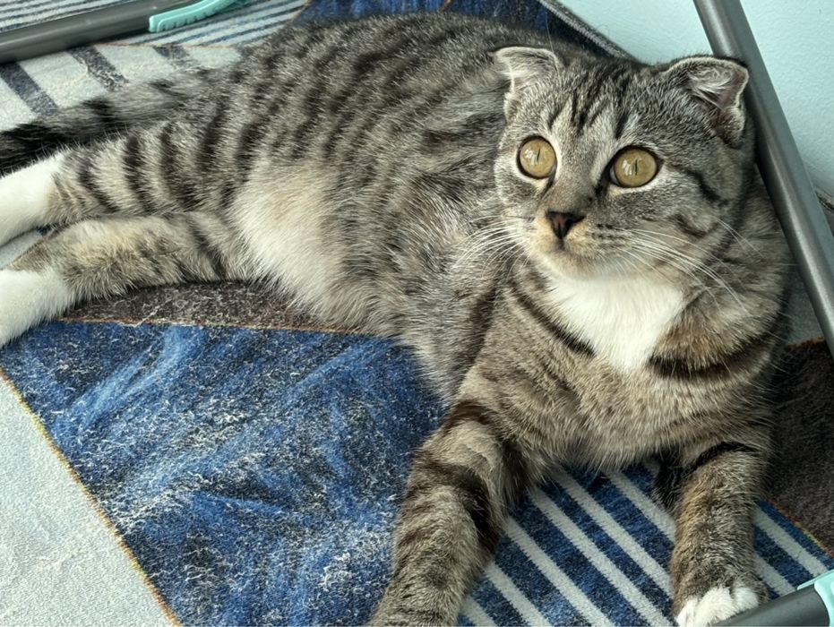 отдам кошку в добрые руки