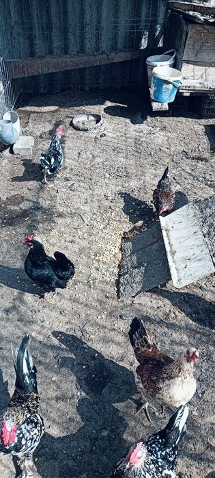 Oua incubat găinușe americane