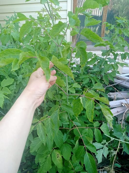 Отдам даром деревца клёна