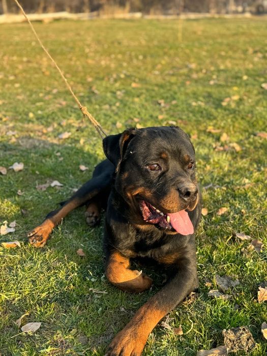 Ротвейлер щенки,