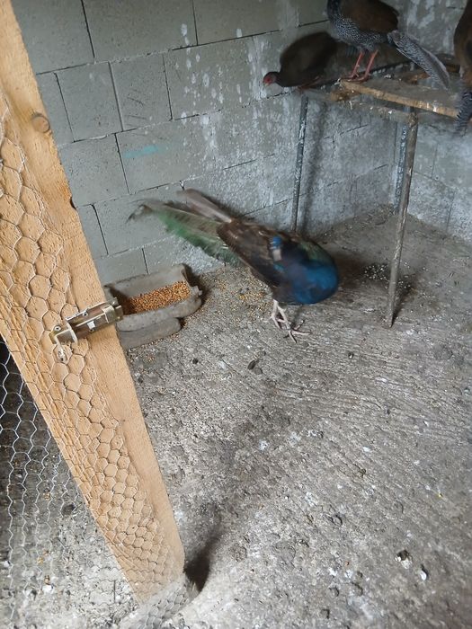 Desființez crescatorie de păsări