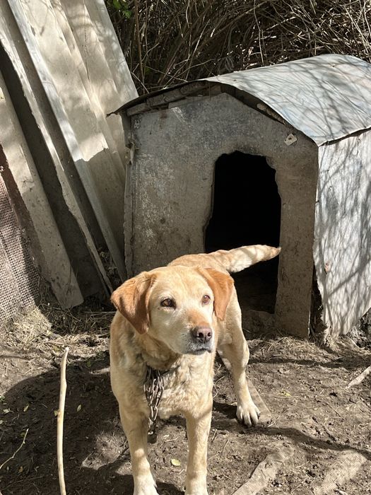 Продам лабрадора в хорошие руки