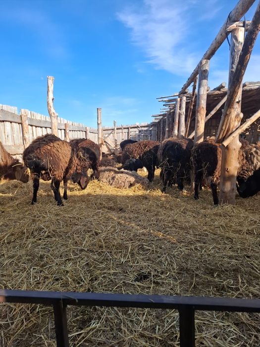 Қошқарлар сатылады 75 бас