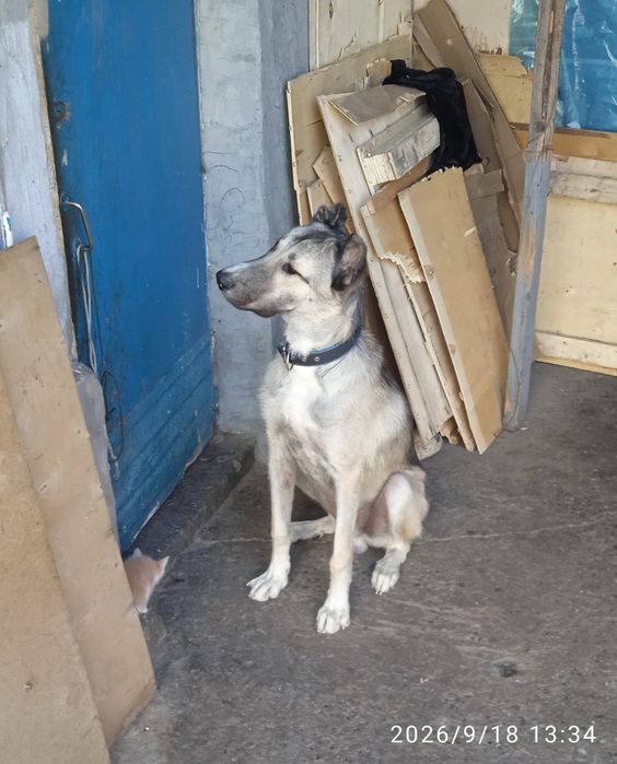 Продам Алабая 11 месяцев