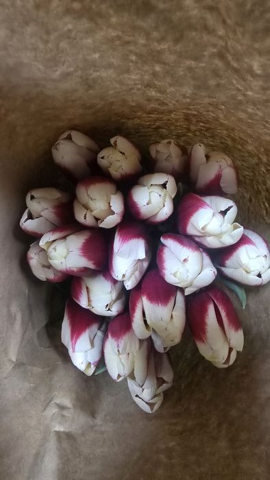 Цветы Тюлпаны оптом и розницу